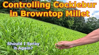 Controlling Cocklebur in Browntop Millet for Dove Hunting [upl. by Armalla]