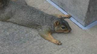 FUNNY SQUIRREL PLAYING DEAD [upl. by Leighland]