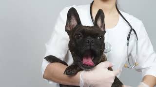 The Cost Of Breeding French Bulldog [upl. by Annez]