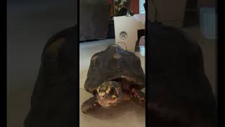 My tortoise says hi funny cute [upl. by Jereme]