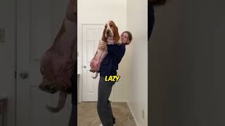 Top 3 laziest dog breeds [upl. by Wahs]