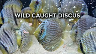 Wild Caught Discus [upl. by Pricilla]