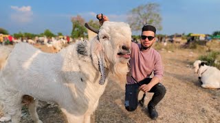 BHOPAL BAKRA MANDI VLOG 2024 😍 AL AAMIR KHAN mandivlogs [upl. by Dorice706]