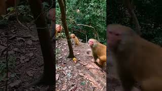 Monkey monkey BabyMonkey monkeys shorts YouTubeShort YTShorts 293 [upl. by Teirrah]