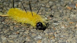 American Dagger Moth Caterpillar [upl. by Chambers]