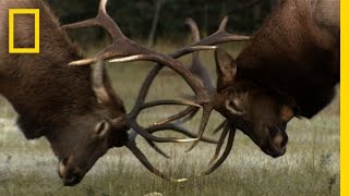 The Yearly Elk Brawl  Untamed Americas [upl. by Azitram]