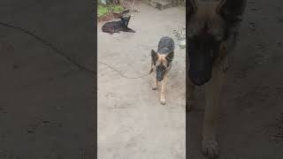 Shinzo meet painther petdog germansheparddog trending puppy [upl. by Isabella]