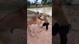 Dog Vs Monkey Funny Video 😂😂😅dog monkey funny comedy fun shorts shortvideo [upl. by Nade]