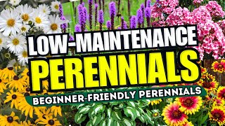 😍 Top 10 LowMaintenance Perennial Flowers ANYONE Can Grow  BeginnerFriendly 🌼💪 [upl. by Nylirej]