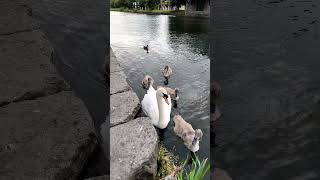 Cygnets growing up [upl. by Nanda]