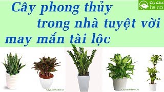 Những loại cây phong thủy trồng trong nhà tuyệt vời  May mắn tài lộc [upl. by Brooks274]