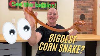 Is This The Longest Corn Snake See his babies [upl. by Pinelli]