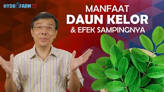 MANFAAT DAUN KELOR amp EFEK SAMPINGNYA [upl. by Antonella]