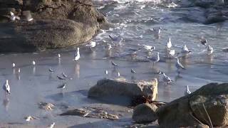 balade entre Lesconil et Loctudy [upl. by Rainie]