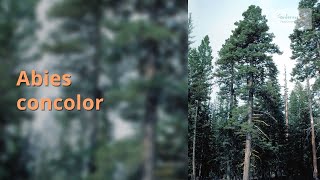 Abies concolor Growing Guide [upl. by Ylrae]