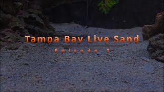 Reef Tank ReBuild With Tampa Bay Live Sand  Episode 1 [upl. by Asiak]