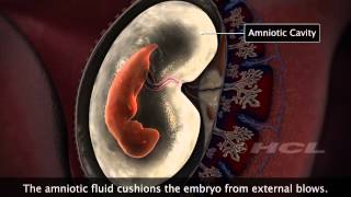 HCL Learning  Embryonic Development in Humans [upl. by Odella35]