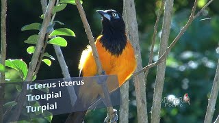 TURPIAL lleva alimento al nido Troupial Icterus icterus Ave Nacional de Venezuela [upl. by Pernell482]