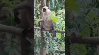 monkey dance বাঁদর নাচ [upl. by Karolyn97]