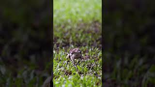 Review Bird News Blackcollared starling Bird birds [upl. by Ahsiki]