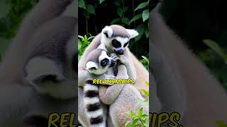 Did you know that Ringtailed Lemur shorts [upl. by Tilney]