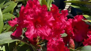 Azalea ചെടി വളർത്തിയെടുക്കാൻ കഷ്ടമാണോ  Azalea plant care tipsanuprasathyt [upl. by Nylime]