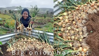 Big onion harvestCutworms amp rain countrylife harvest onionharvest onions ruralliving farming [upl. by Refenej]