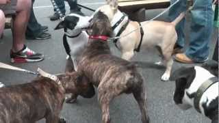 Just Bull Terriers  Puppy Walk 2011 Full Version [upl. by Aldin]