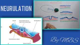 Neurulation  with animations [upl. by Almena945]