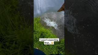 Bass EXPLODES On Livetarget Swimbait fishing shorts bassfishing [upl. by Netsirhc]