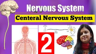 Nervous System  Centeral Nervous System  Cerebrum  Function of Cerebrum  Cerebellum Spinal Cord [upl. by Canada]