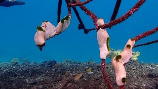 Snorkeling at Citrus ridge and Imbraimuk with Avinseas boat homestay  Gam  Raja Ampat  Indonesia [upl. by Aihsoem]