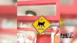 Video Tulsas new cat cafe helps keep stray cats off the street [upl. by Studnia]