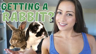 5 Things To Know BEFORE You Adopt A Rabbit  A brief beginner’s guide [upl. by Luelle]