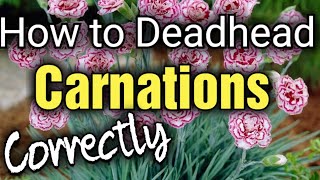 How to Care and Deadhead Carnations or Dianthus for Beginners [upl. by Lrac786]