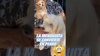 La loquita se convierte en perro fracho reels reflexion videos viral [upl. by Juanne]