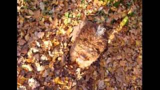 Lagotto cherchant les truffes [upl. by Osicnarf]