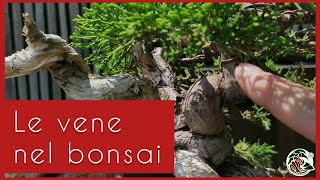 Lo scorrimento delle vene nel bonsai [upl. by Adlei]