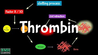 Thrombin  Prothrombin [upl. by Anev320]