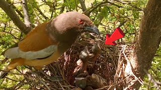 Rufous Treepie nest is going to empty 😭  Review bird nest [upl. by Layod880]