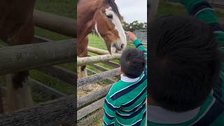 Old Town Road Farm House Visit  Horse  Bundoora Cattle Farm shorts shortsfeed [upl. by Wight277]