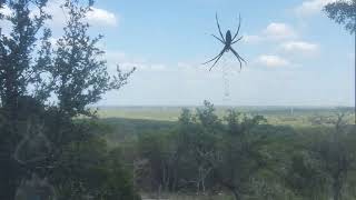 Banana spider and its zigzag one month later [upl. by Adine373]