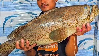 12 kg Hamour or Grouper or Kalava fish Arabic biriyani special fish sagar fish world hoodi Bnglr [upl. by Ydieh56]