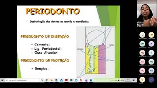 Aula de anatomia e histologia do tecido periodontal [upl. by Koppel94]