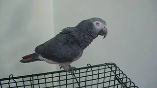 The Greater Jardine Parrot and the Timneh African Grey [upl. by Neirda]