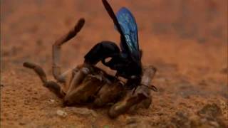 The Tarantula Wasps HD [upl. by Barabas]