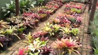 Adrian Bromeliads Part 3 [upl. by Assirk]