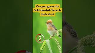 What Makes the GoldHeaded Cisticola a TINY WONDER [upl. by Amaty268]