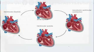 Cardiac Cycle  Cardiac Cycle Class 11 [upl. by Codi749]