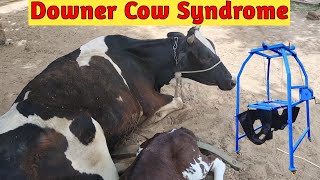 Downer Cow Syndrome  Vet Guru Radhe [upl. by Shiri]